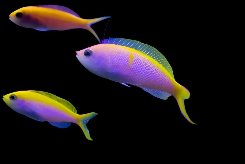 Anthias: Bartletts; Pair; Mar