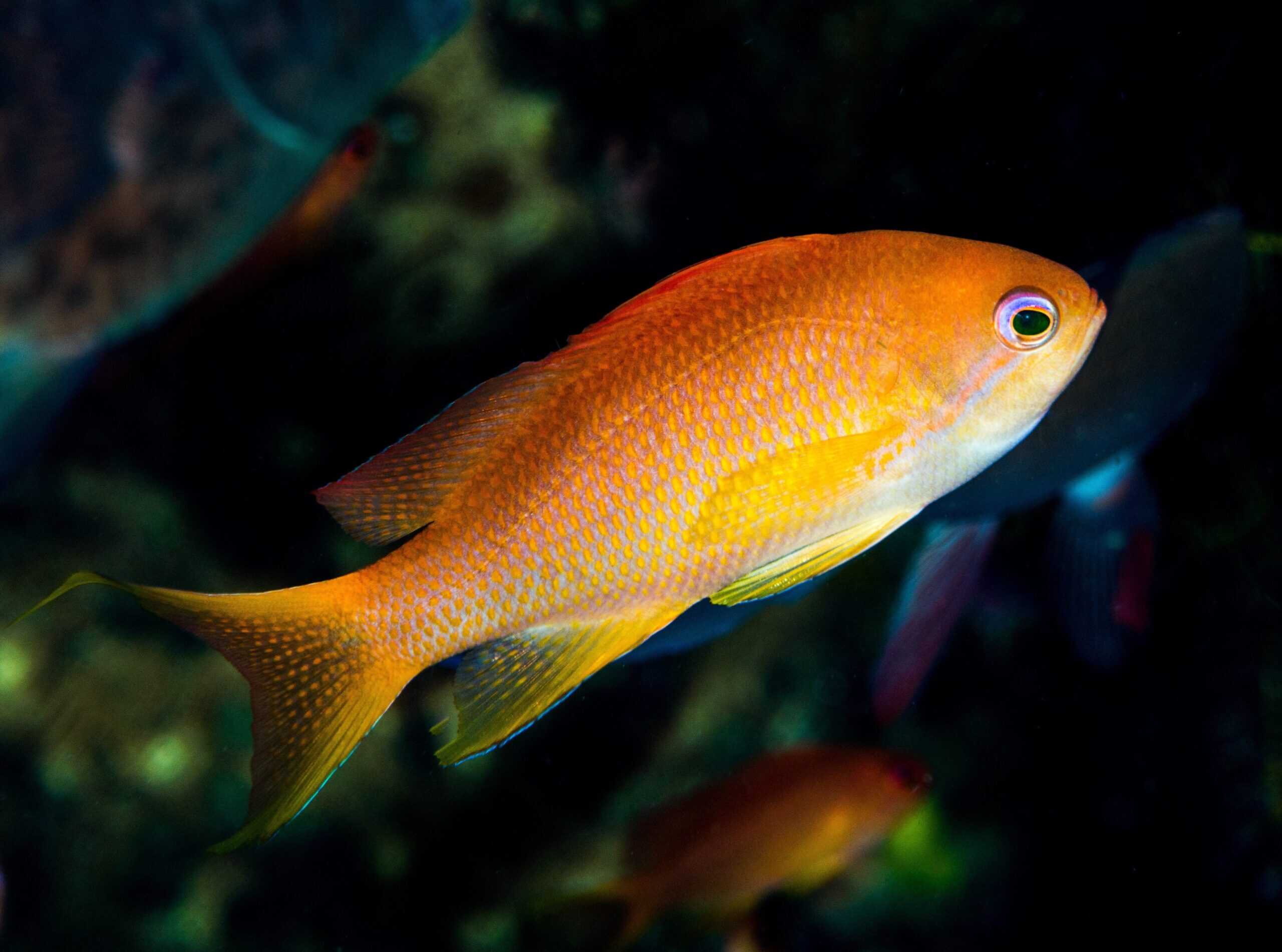Bloodspot Anthias Female reef fish with orange yellow coloration and active swimming profile