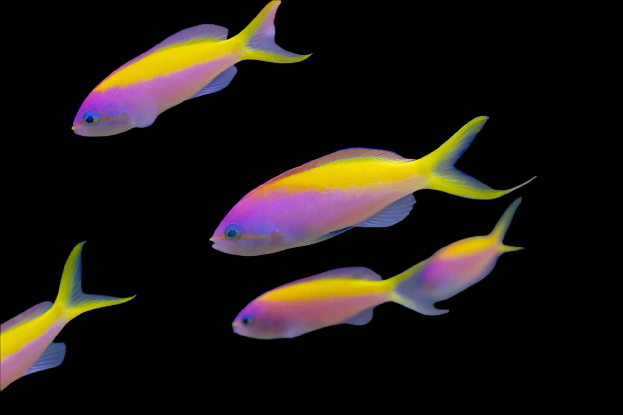 Anthias: Carberry; Male; Mald.