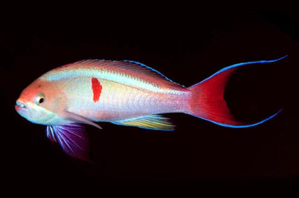 Anthias: Coopers; Aust.