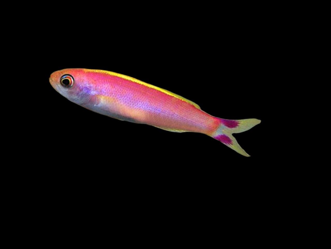 Anthias: Earlei; Van.