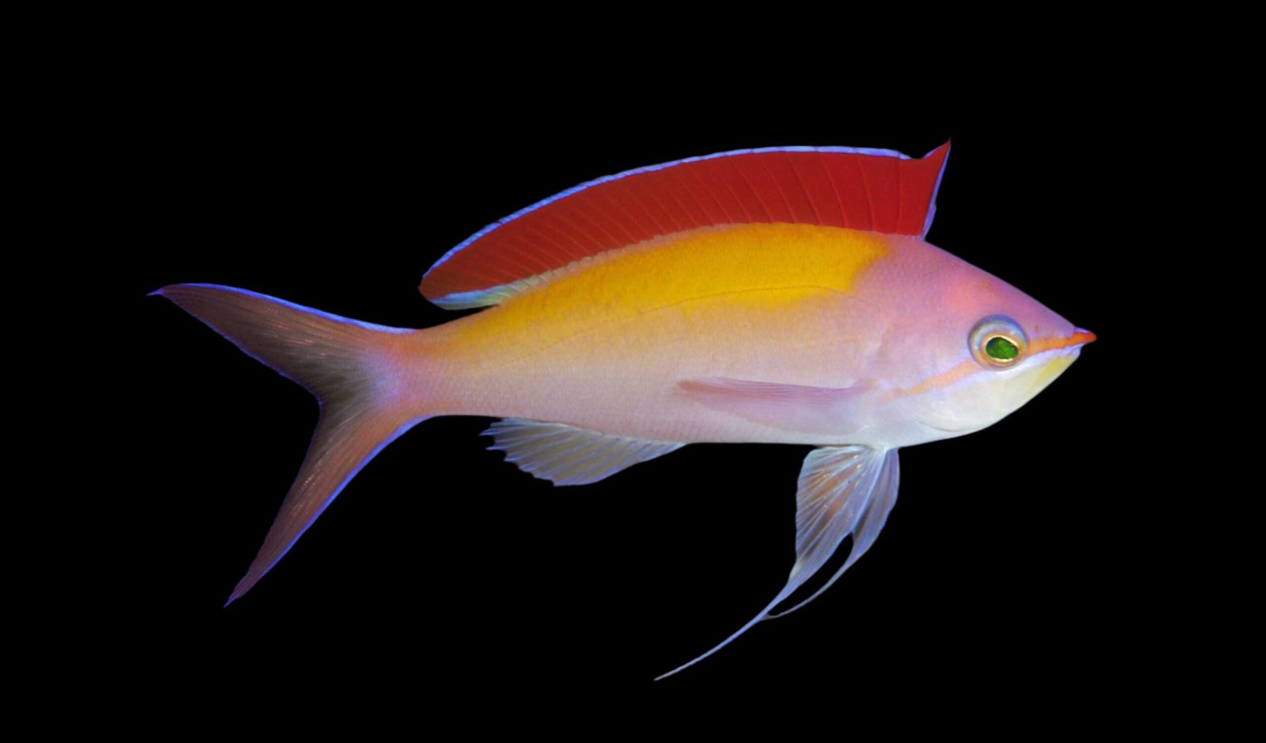 Anthias: Dispar; Male; Hawaii