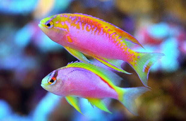 Anthias: Ventralis; Female