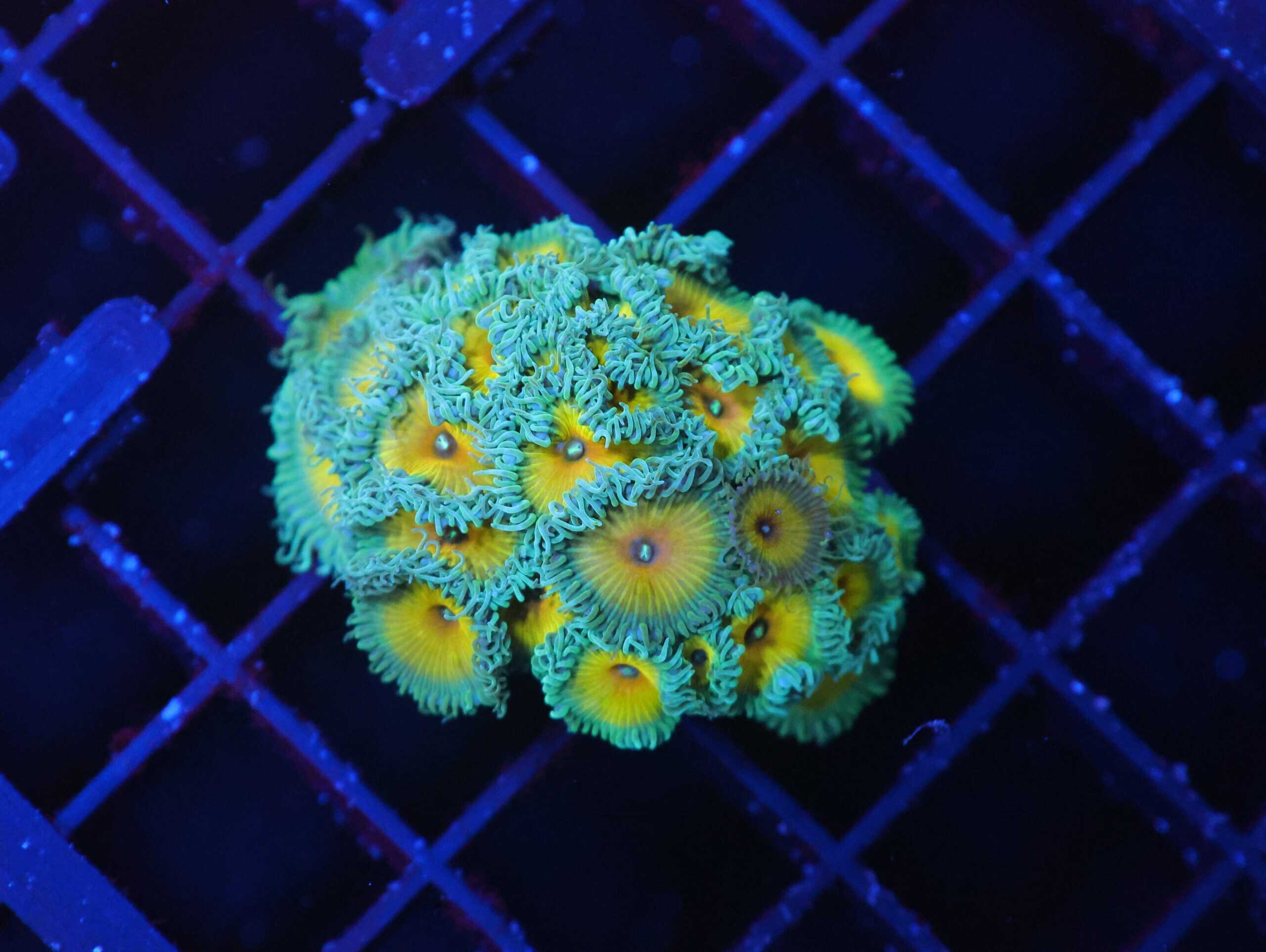 SDC Polyp: Nuclear Death Paly