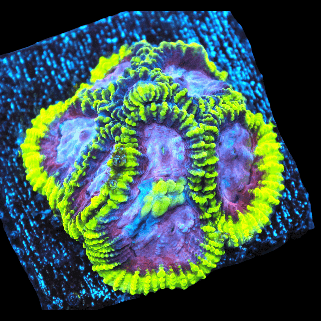 SDC Favia: Joker Cult