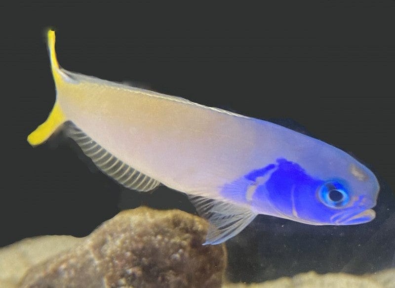 Tilefish: Bluejaw; Fiji