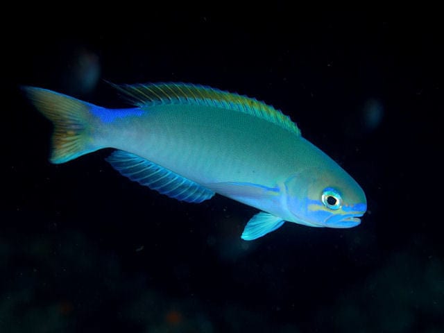 Tilefish: Pastel; Palau