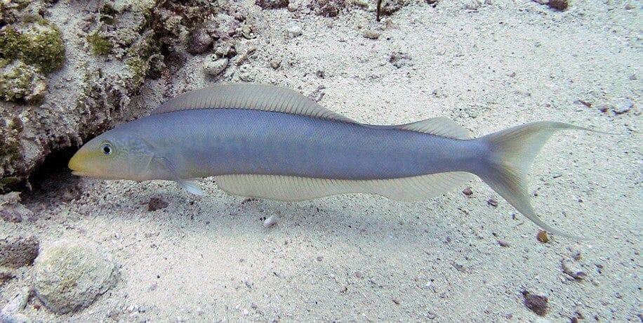 Tilefish: Sand; Atl.