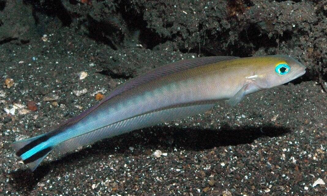 Tilefish: Sand; Fiji