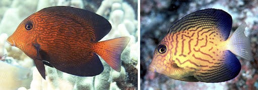 Tang: Chevron : Sub Adult; Haw.