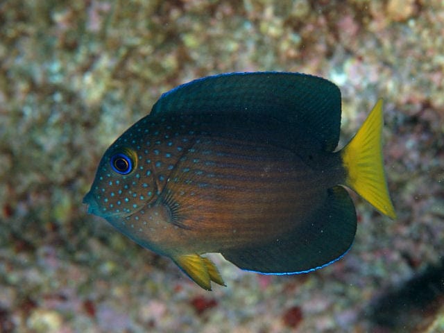 Blue Eye Tang; Haw. - Ctenochaetus binotatus
