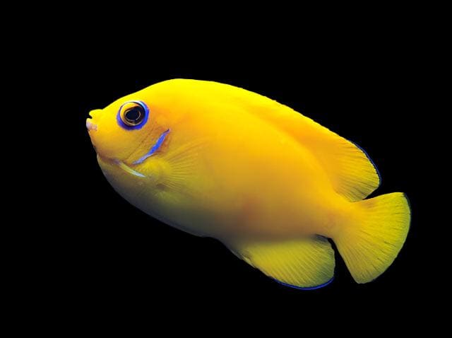 Angel: Lemonpeel; Xmas