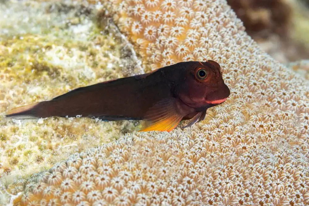 Blenny: Redlip; Brz.