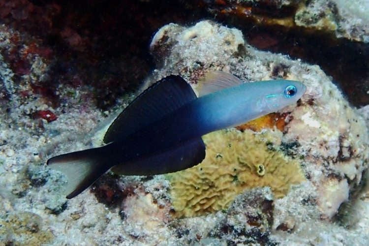 Ptereleotris evides Scissortail Goby reef fish midwater swimming profile