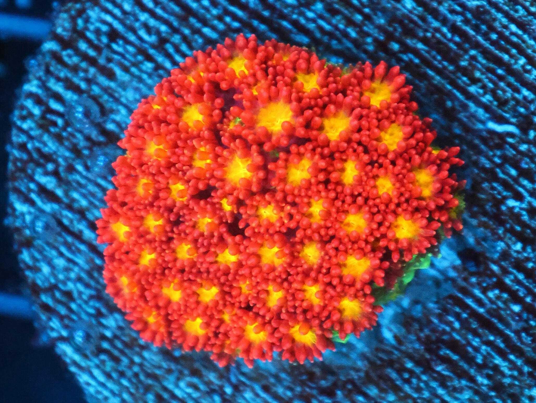 SDC Goni: Bloody Mary Micro