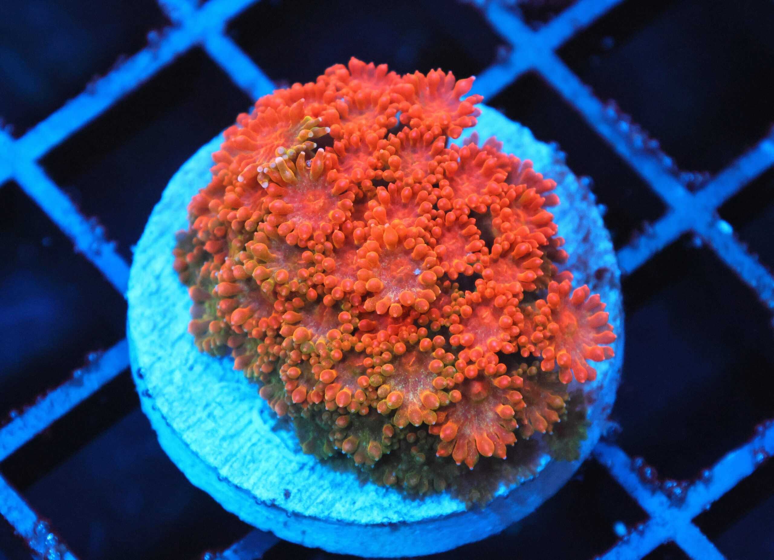 SDC Goni: Wildfire Micro Cult