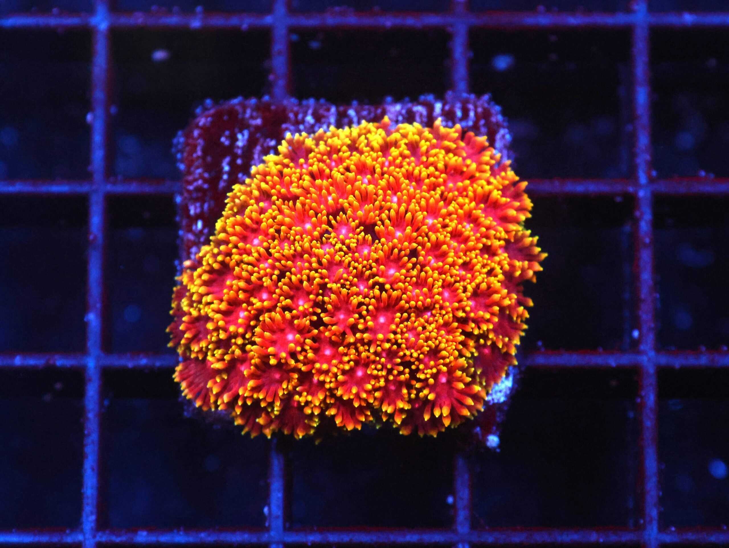 SDC Goni: Hellflower Micro Clt