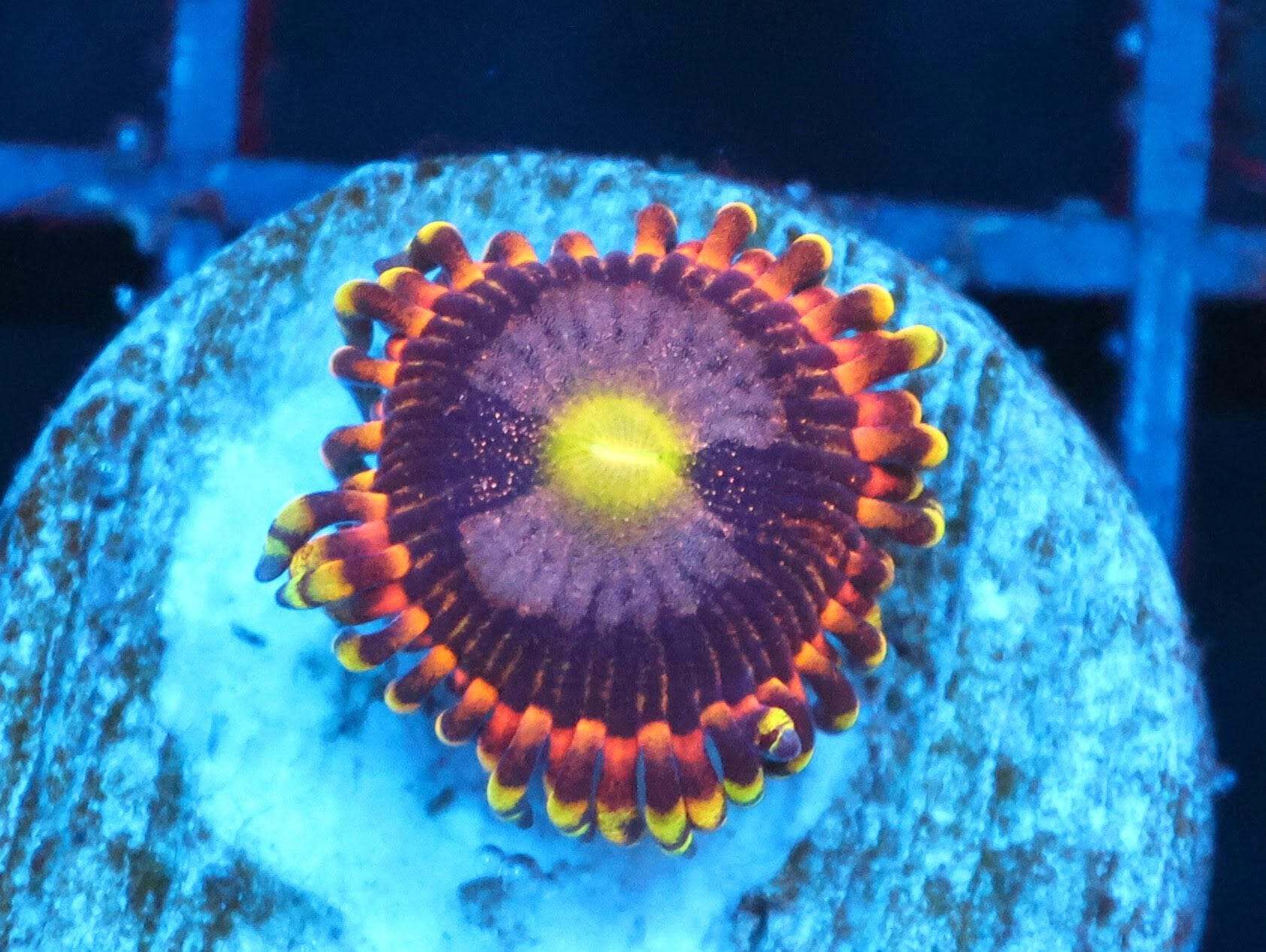 SDC Polyp: Antimatter Zoa Cult