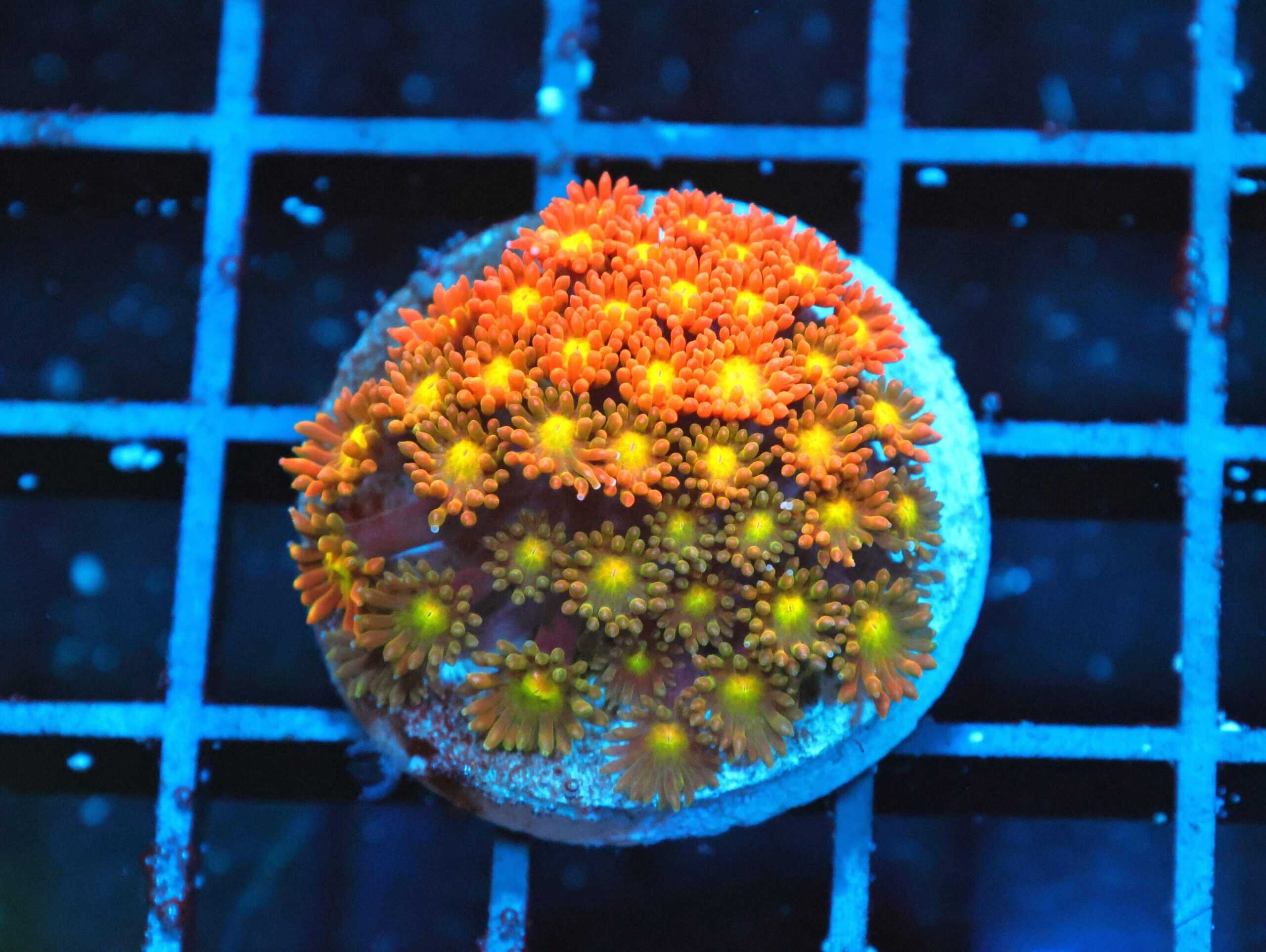 SDC Goni: Honey Badger Micro