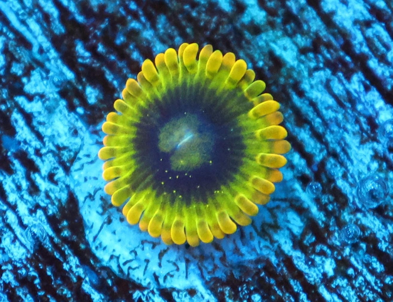 SDC Polyp: Rainbow Yoda Zoa