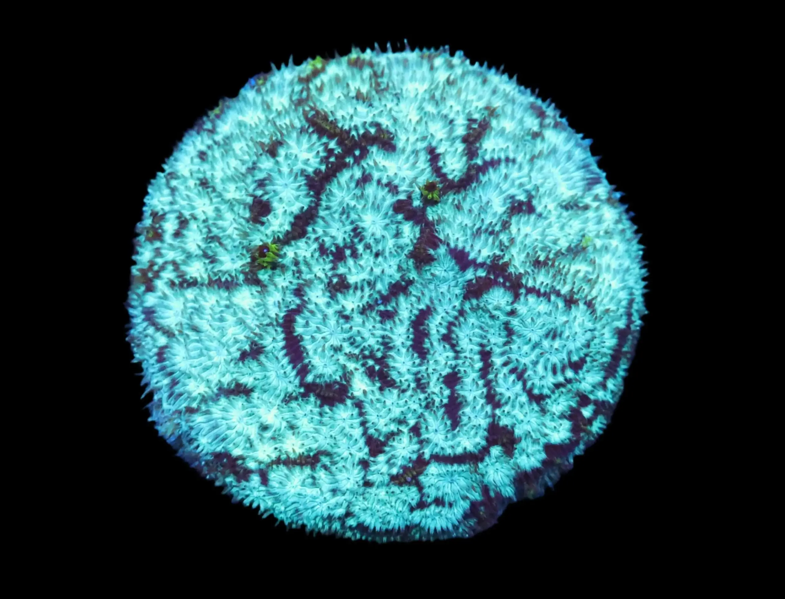 SDC Leptoseris: Mr. Freeze Clt