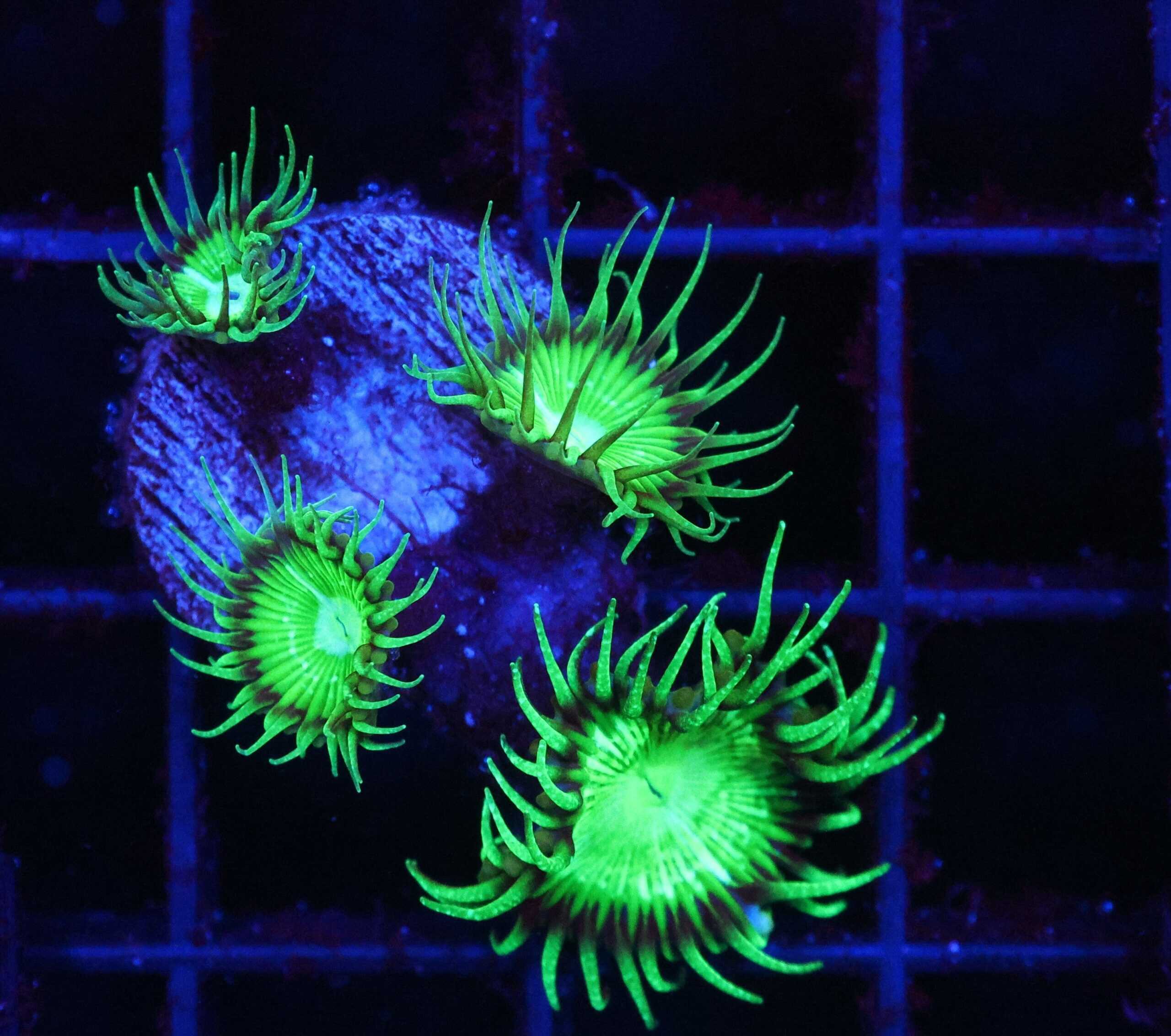 SDC Polyp: Plutonium Paly Cul