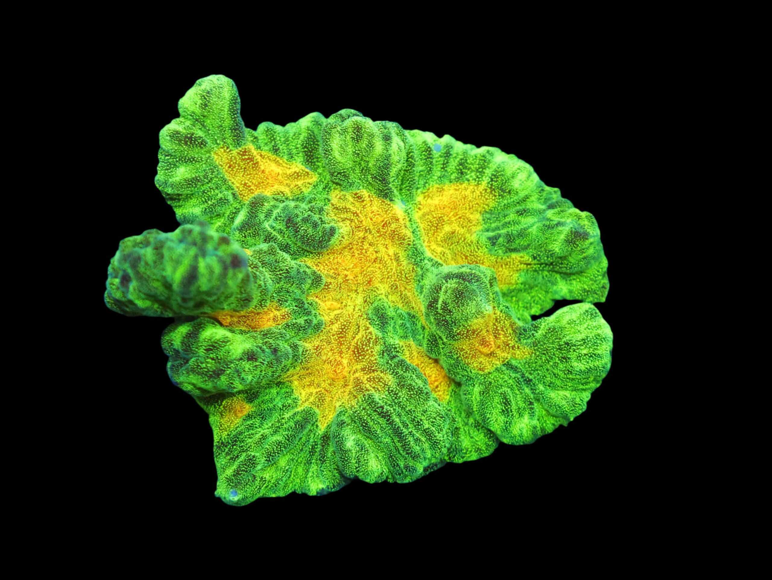 SDC Pectinia: Space Invaders