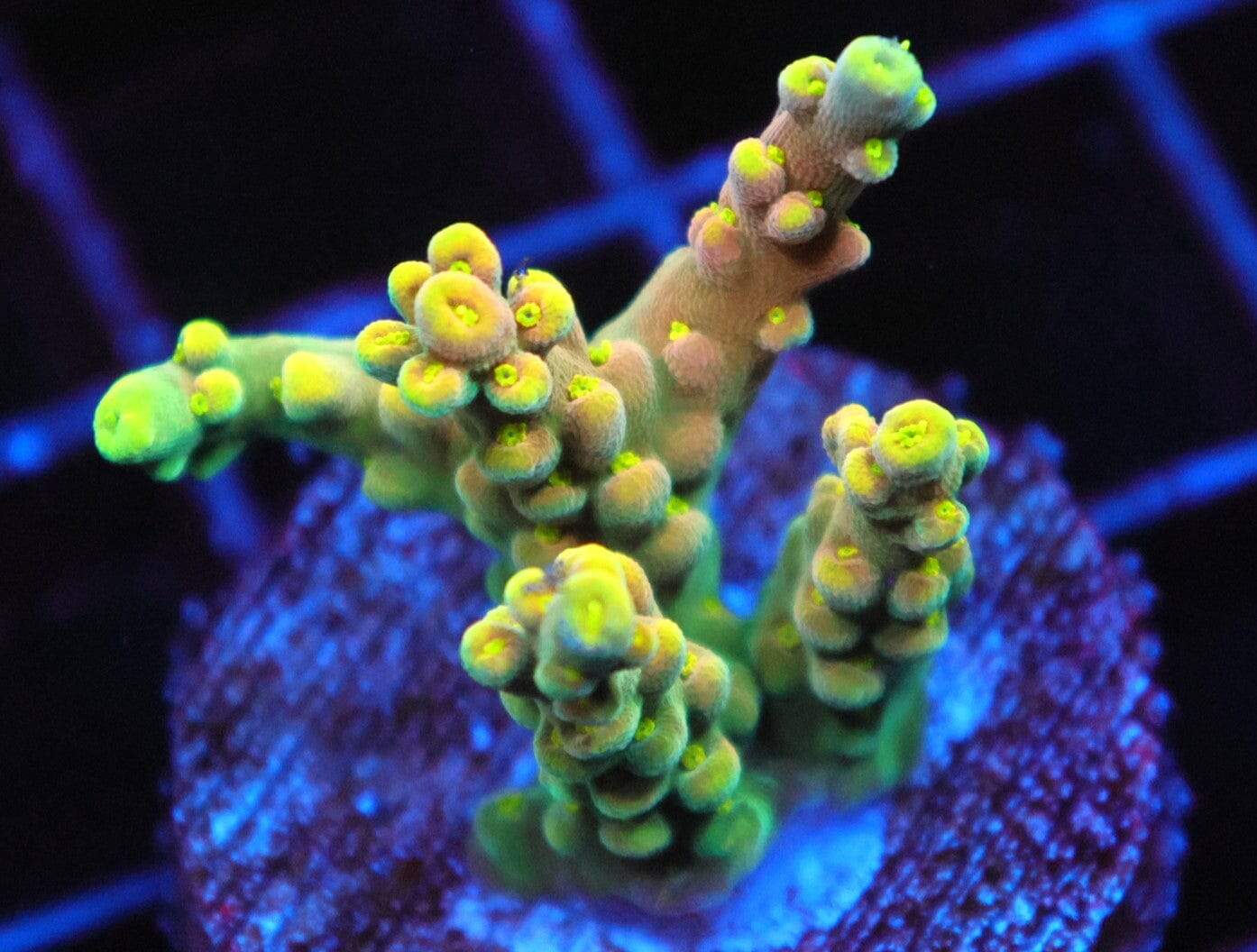 SDC Acro: Kronic Korn Cult