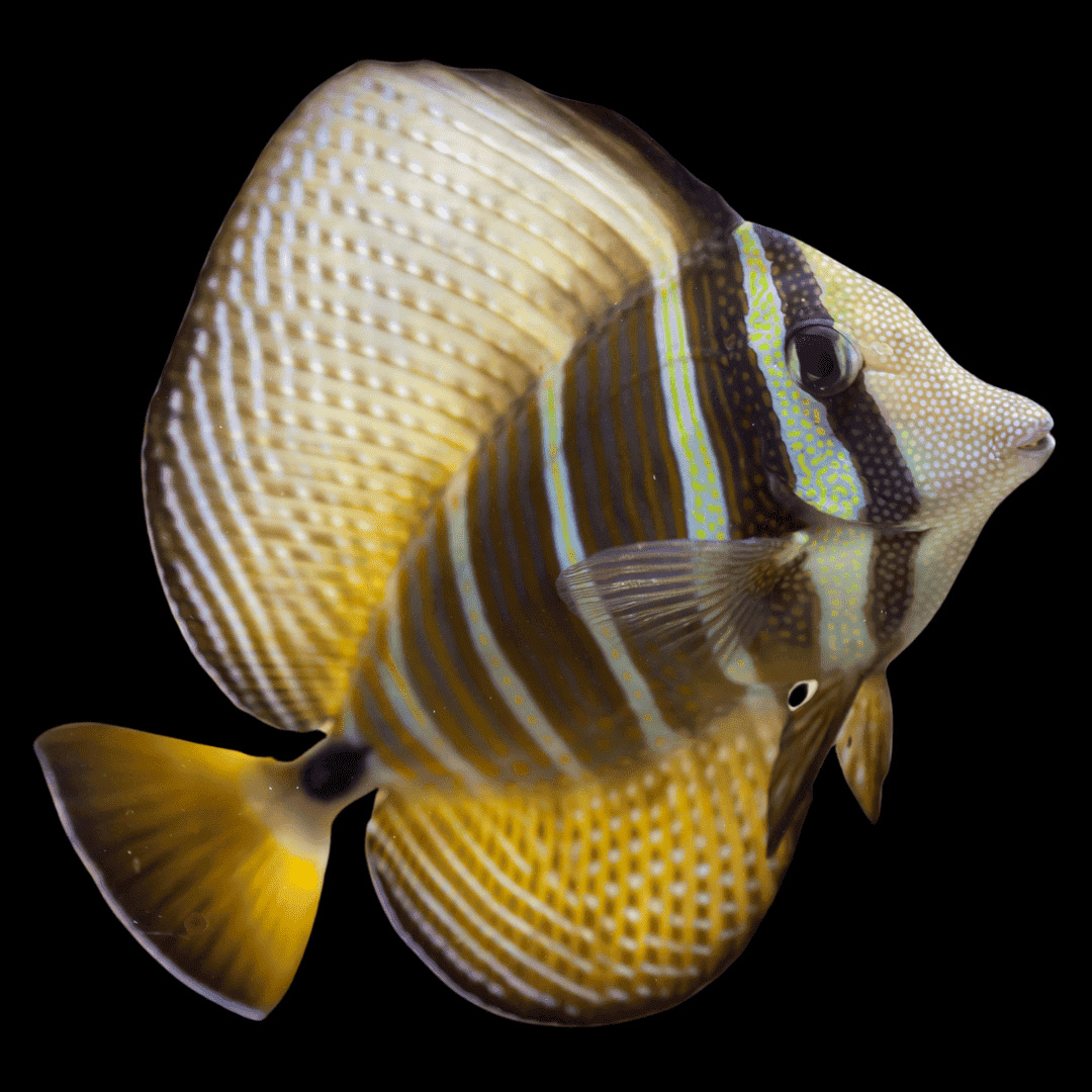 Tang: Sailfin; PNG