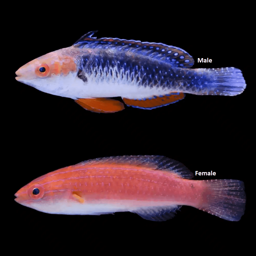 Wrasse: Monsoon Fairy: Pr; Aus