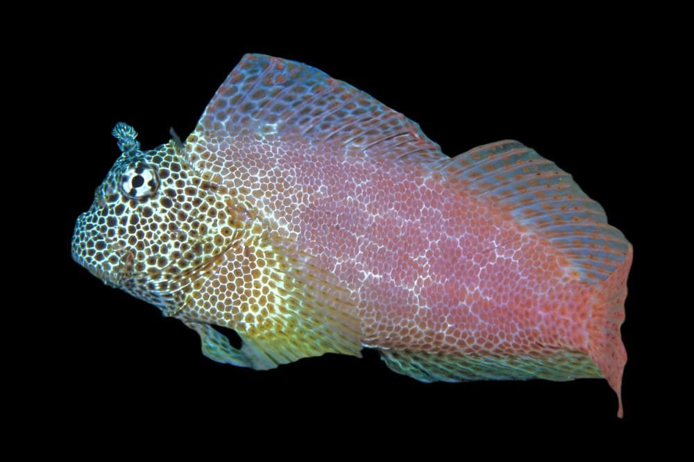 Blenny: Sailfin; Africa