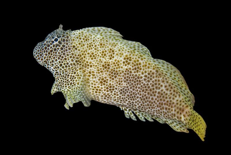 Blenny: Sailfin; Fiji
