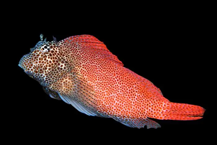 Blenny: Sailfin; Haw.