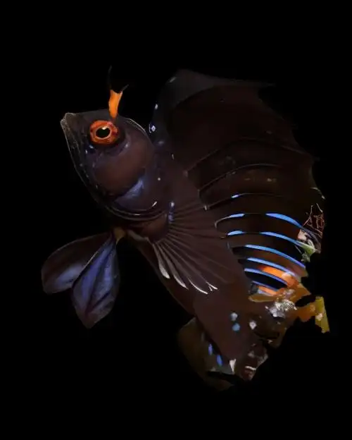 Blenny: Sailfin Tube; Mex.