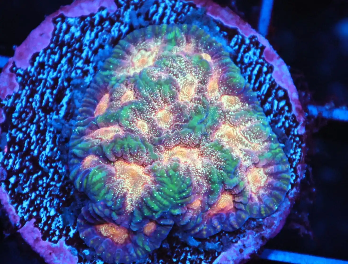 SDC Favites: Space Cakes Cult