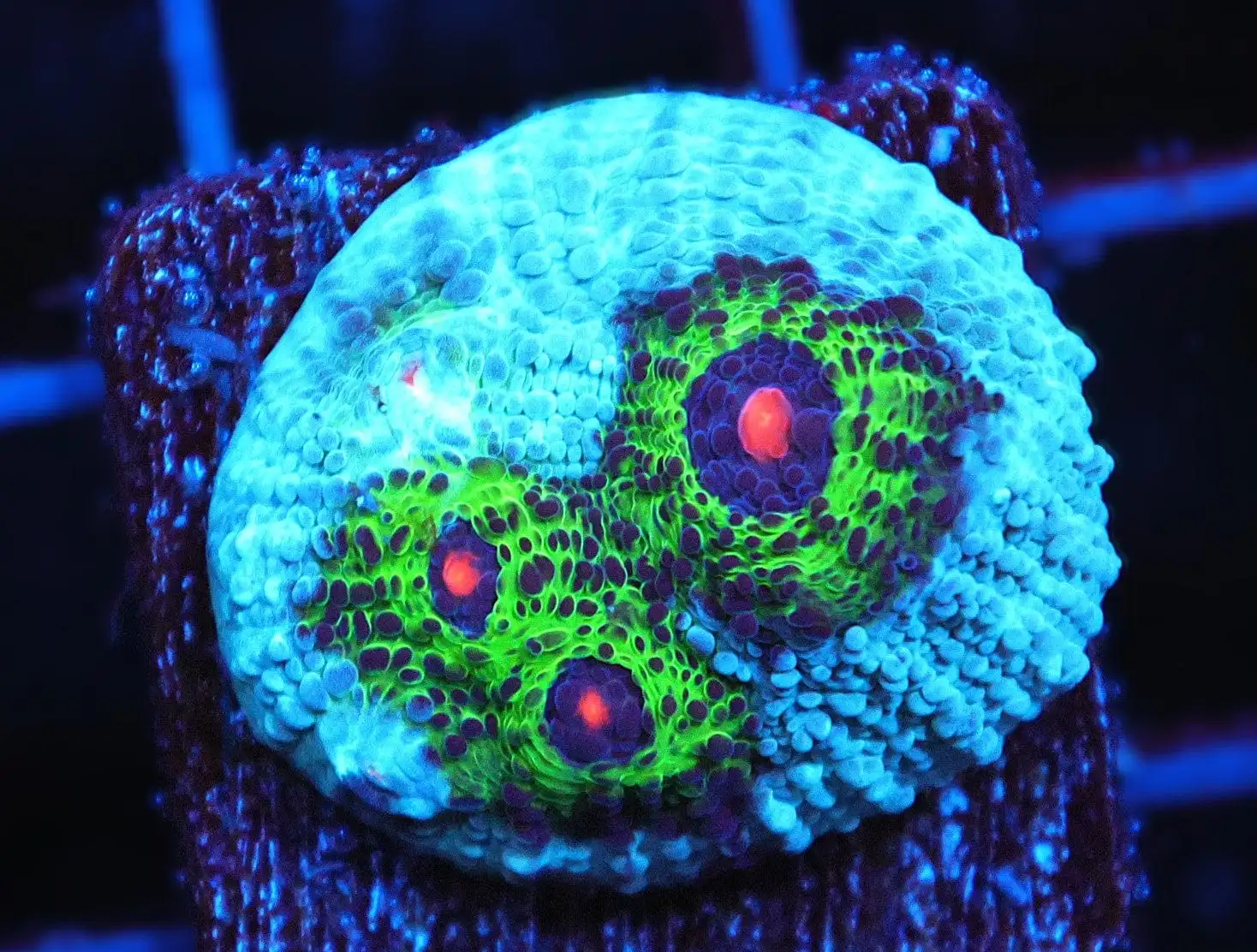 SDC Chalice: Elec Tidepool Clt