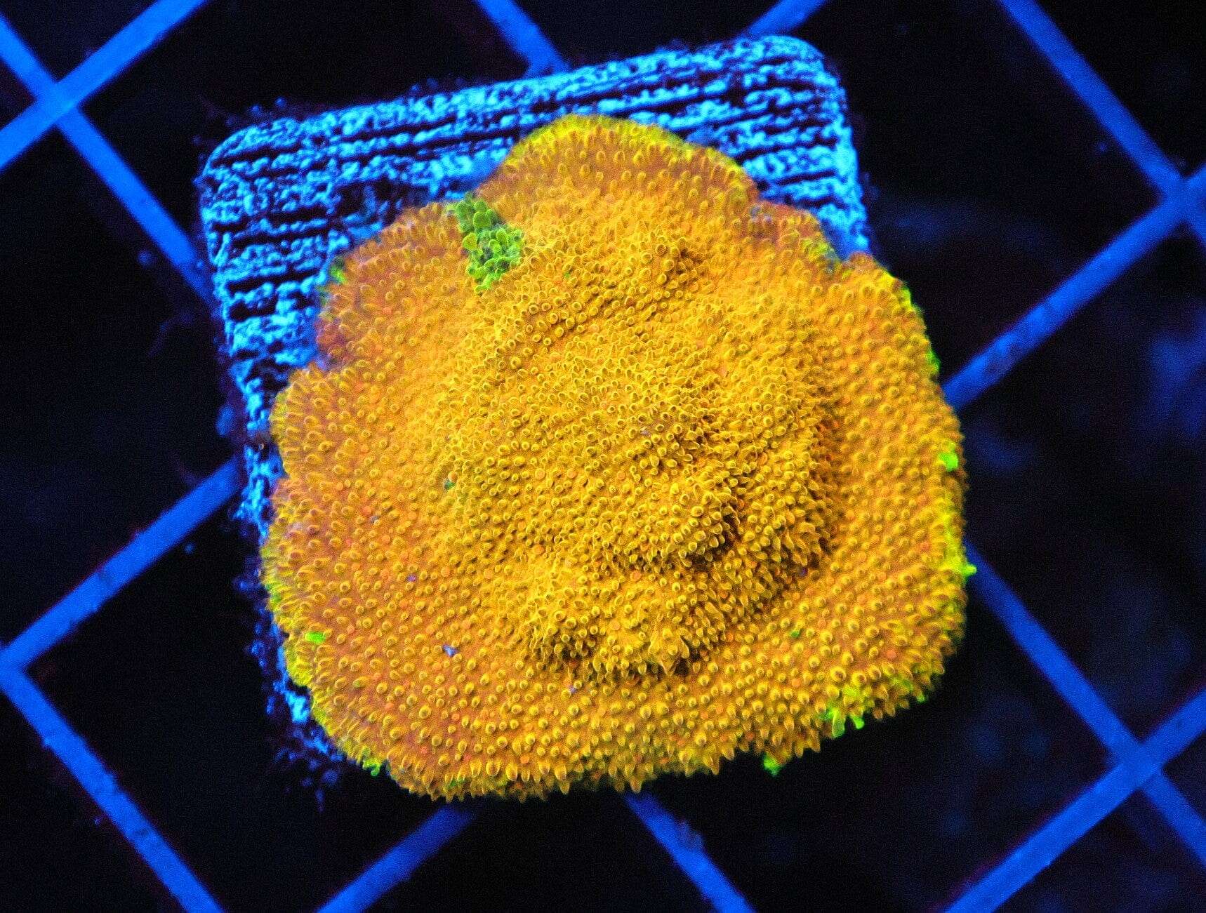 SDC Psamma: Teq Sunrise Cult