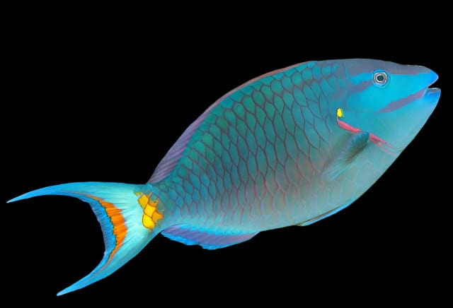 Parrot: Stoplight; Atl