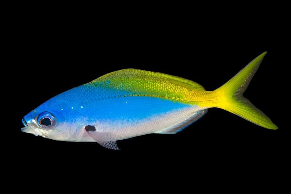 Misc. Fish: Fusilier; Asst; Fj