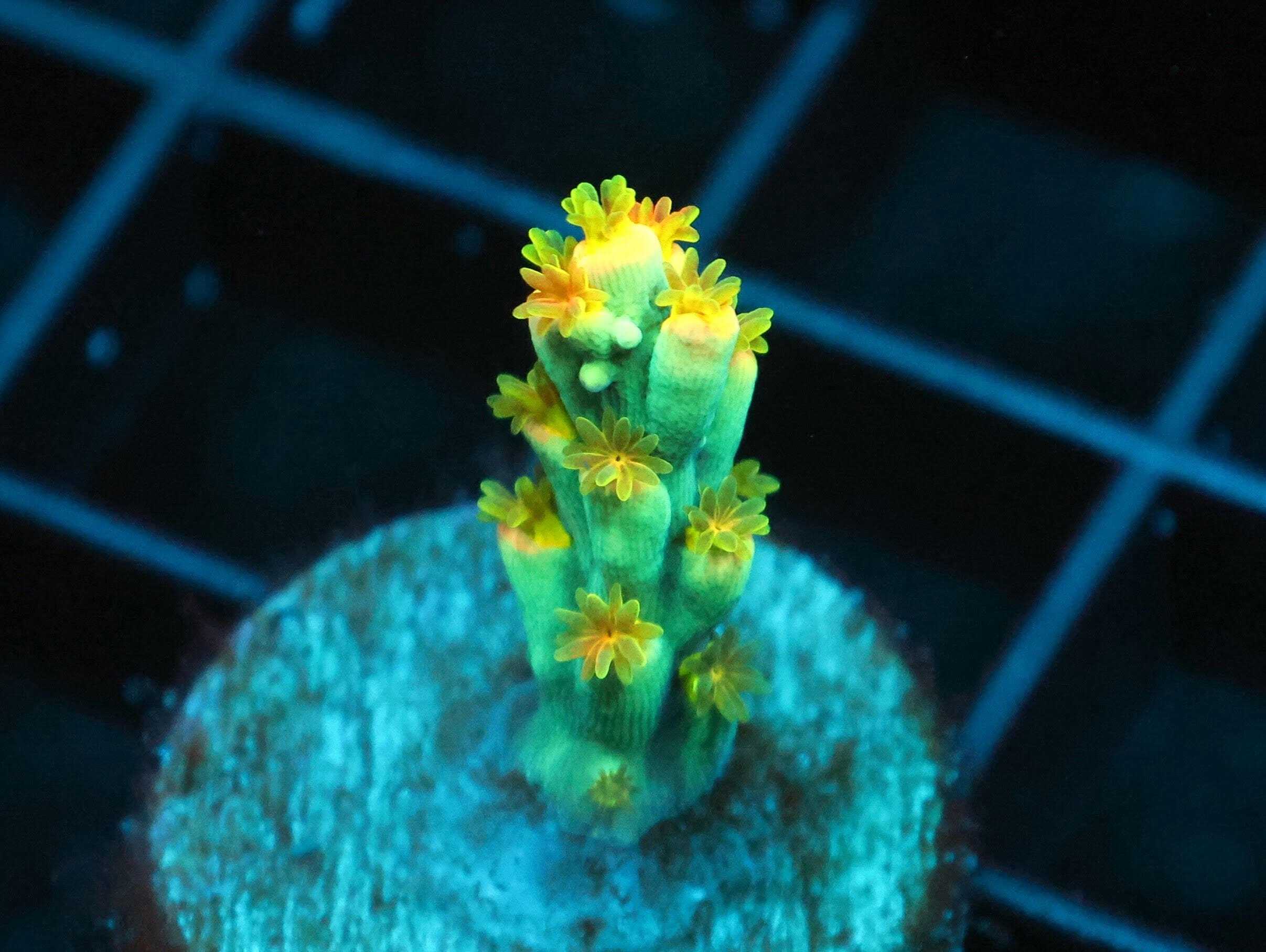 SDC Acropora; Tiki To Spec Clt