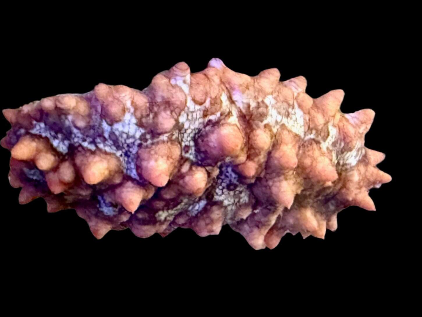 Cucumber: Red Spiny; Africa