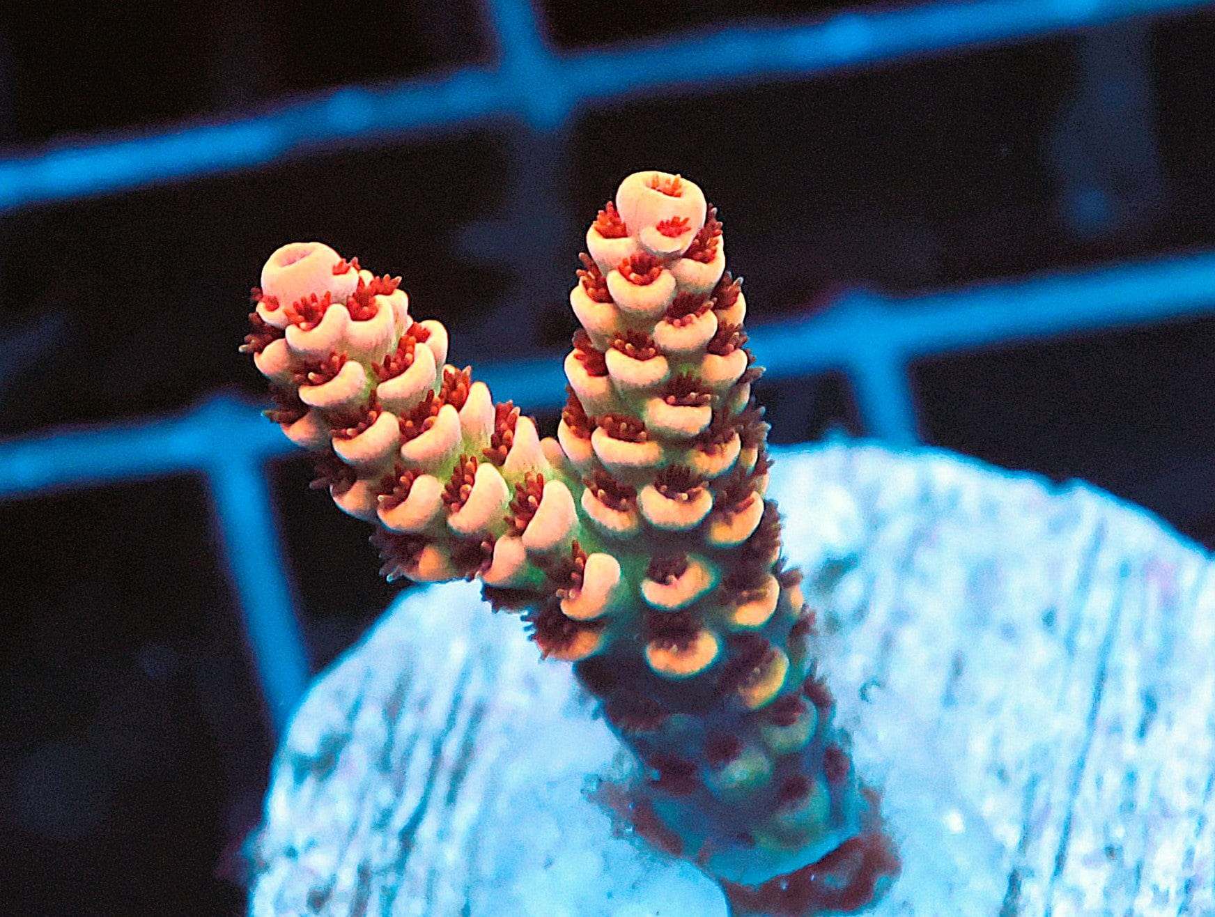 SDC Acropora: Malay Monst