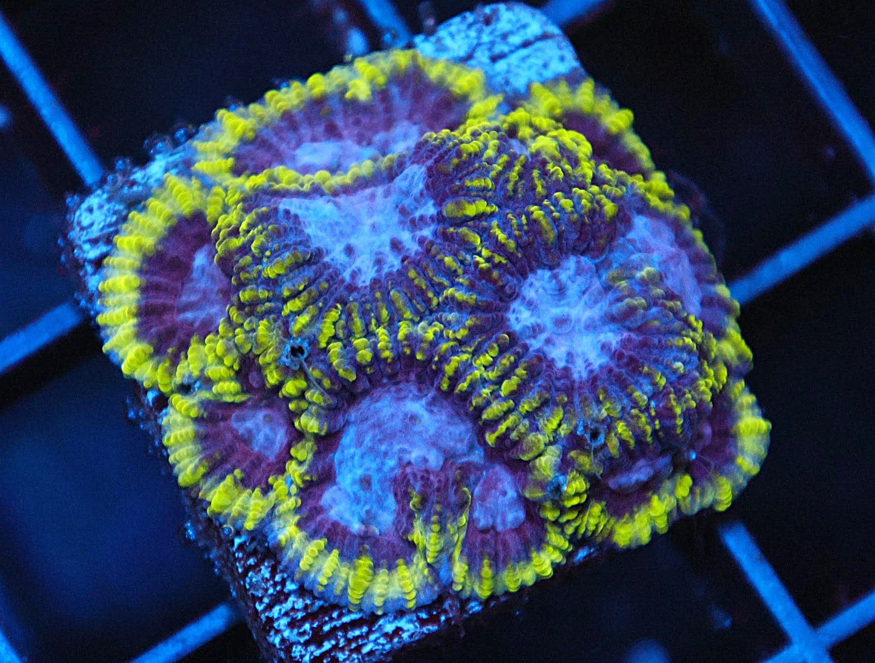 SDC Favia; Mystic Grape