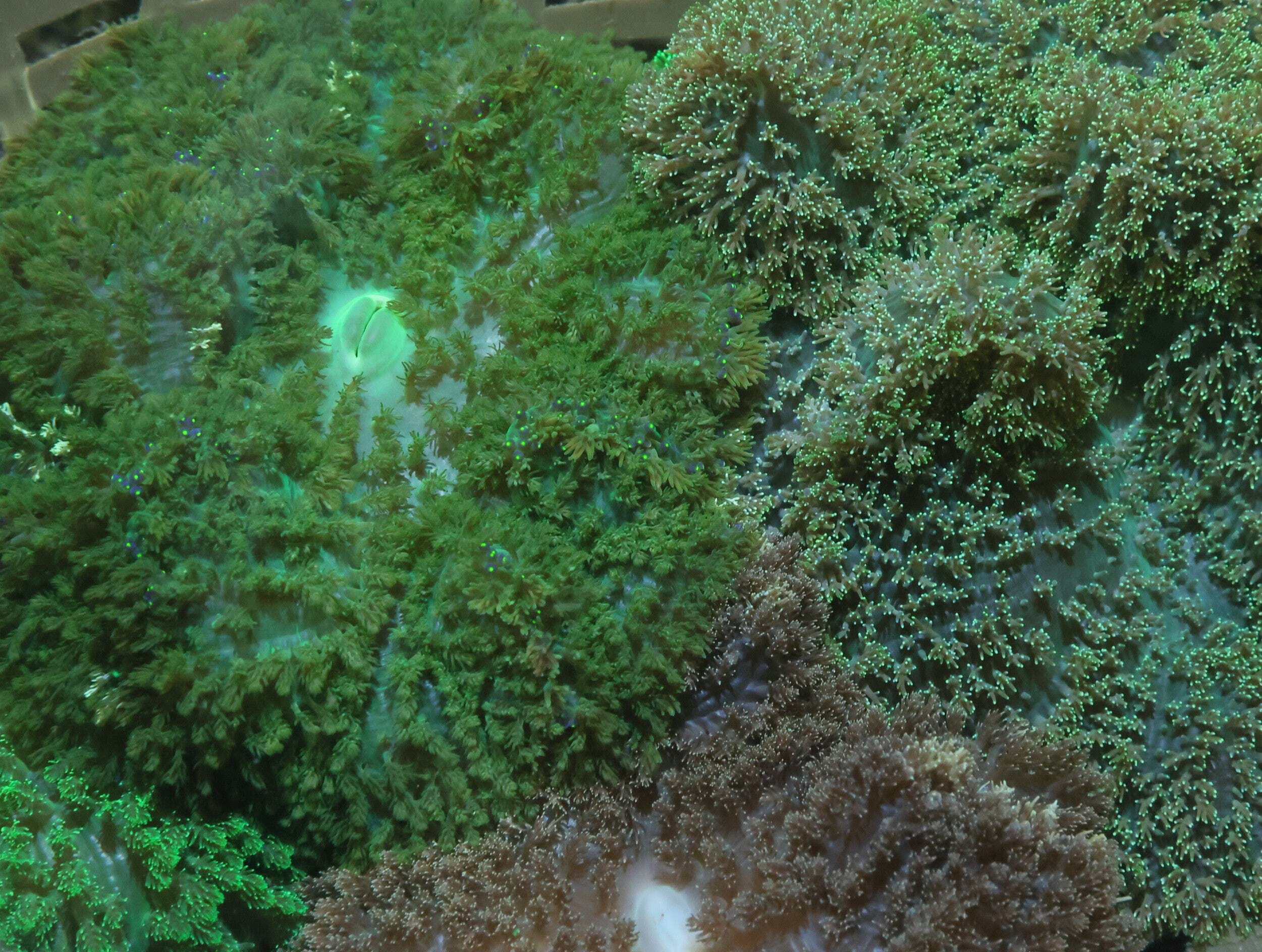 Anemone: Carpet; Frilly; Tonga