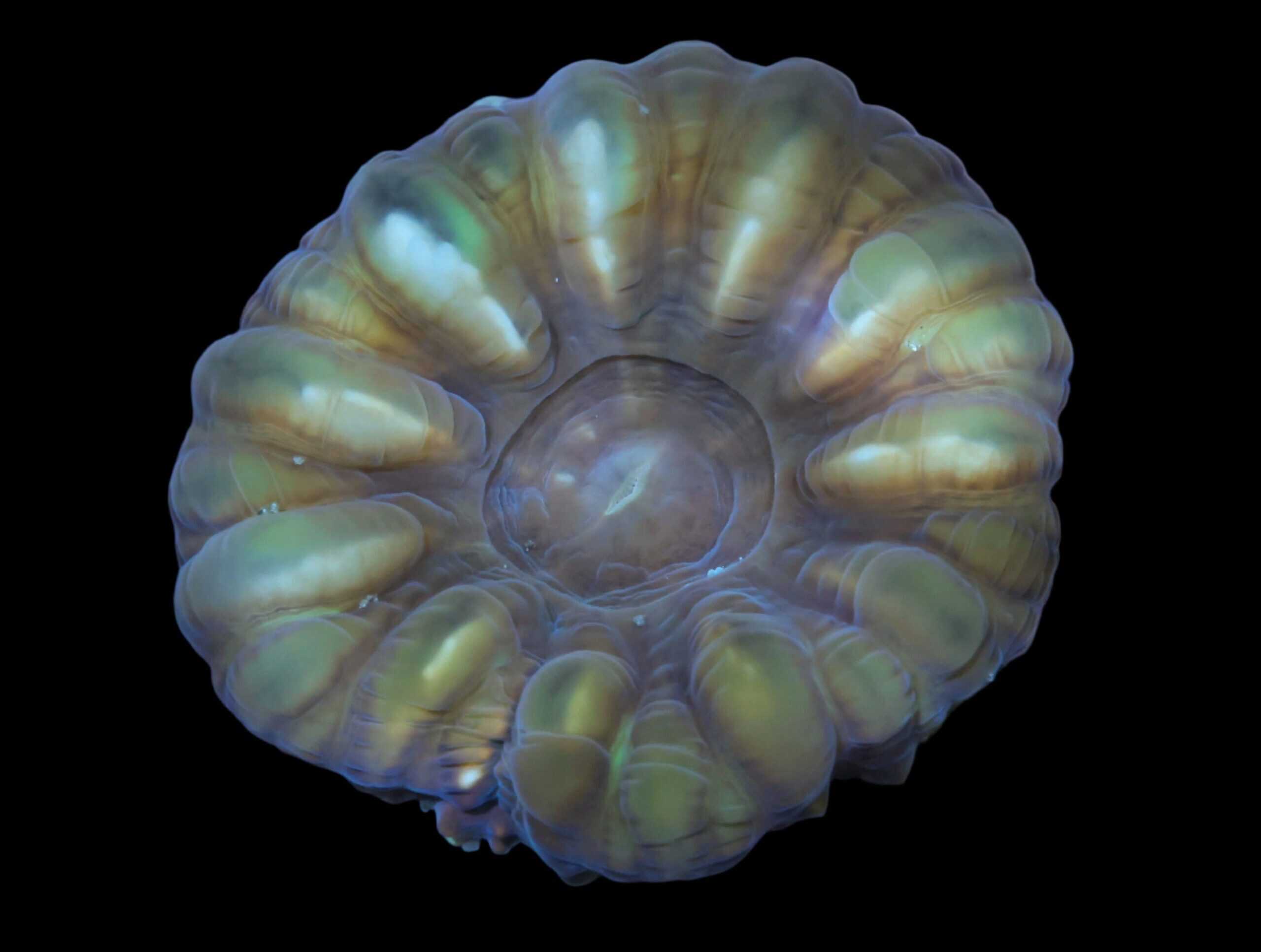 LPS: Cynarina Coral; Aust