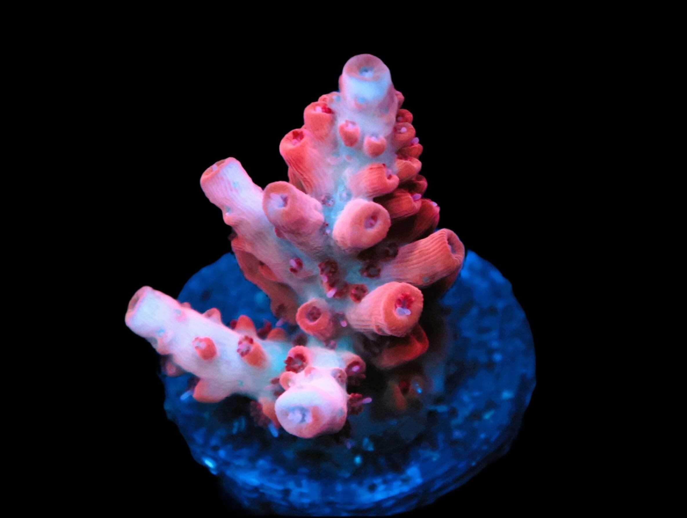 SDC Acro TGC Crazy Eyes Cult