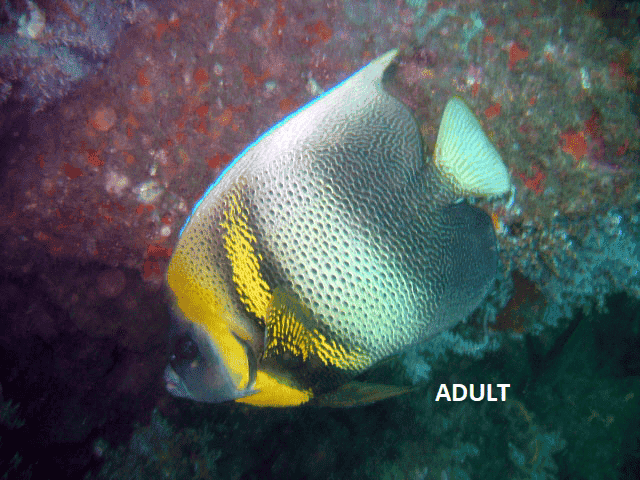 Angel: Cortez; Adult