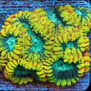 SDC Favia: of the Gods Cult