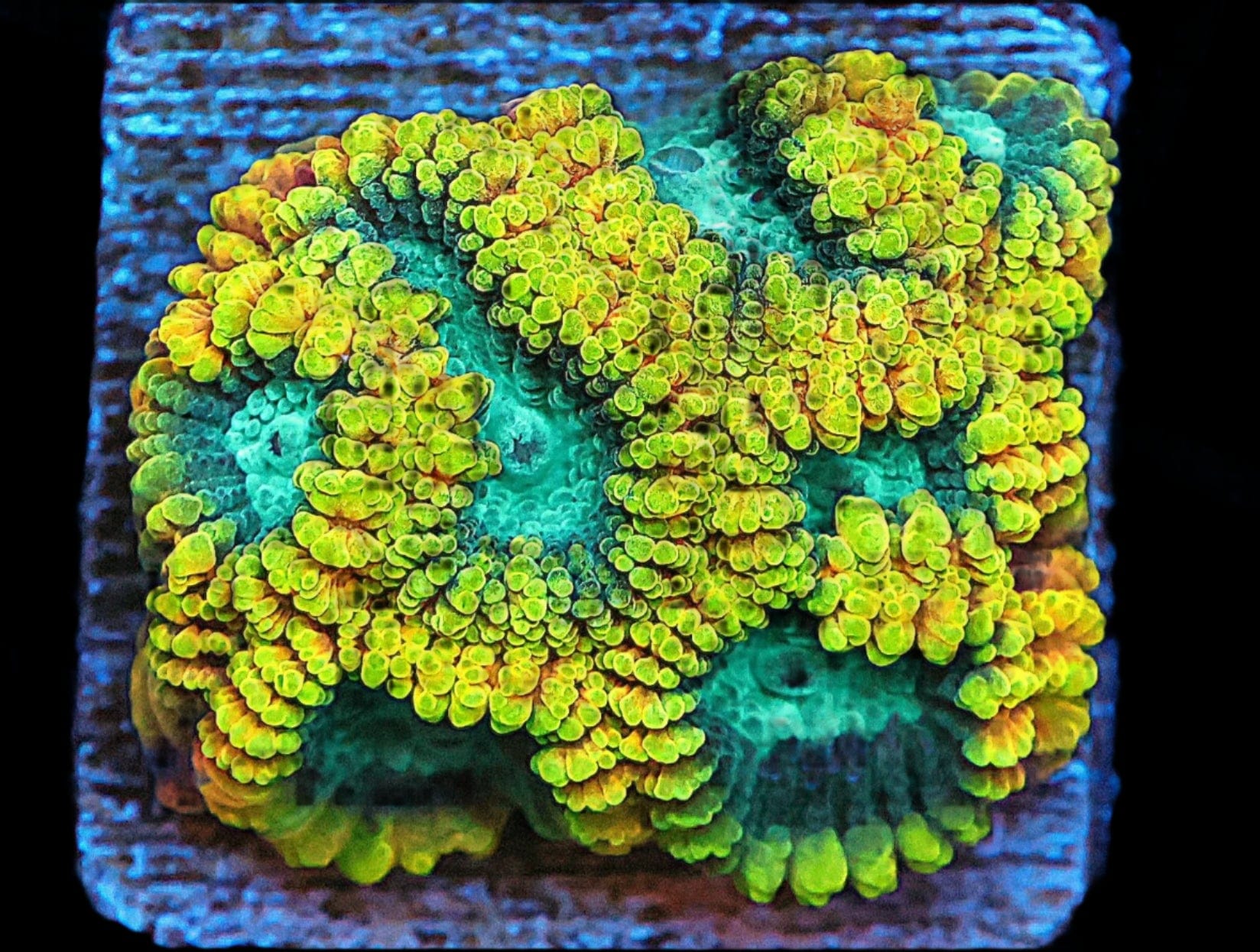 SDC Favia: of the Gods Cult