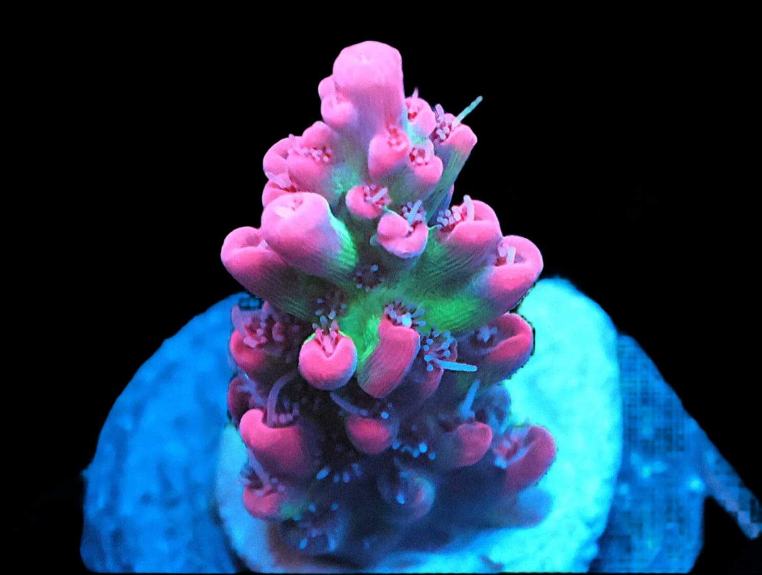 SDC Acro: Strawberry Shortcake Acro